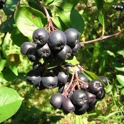 ������ ������ ������ ������������ (� �����)   ����