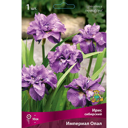 ������ ������ ���� ��������� �������� ����   ����