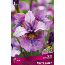 ������ ������ ���� ��������� ���� �� ����   ����