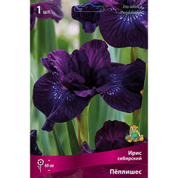 ������ ������ ���� ��������� ϸ������   ����