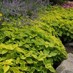 ������ ������ ������ ������� ��� ���� ������ (1��-100�����) ���������������� ������   ����