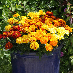 ������ ������ �������� ����������� ������ ���� (1��-1000��) ���������������� ������   ����