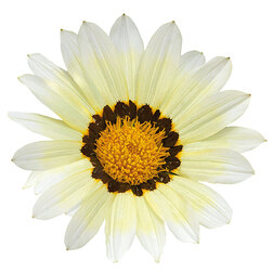 ������ ������ ������� ���� F1 ���� (1��-100��) ���������������� ������   ����