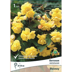 ������ ������ ������� ��������� ������ (1 ��.)   ����