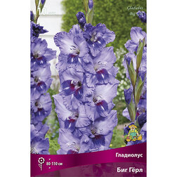 ������ ������ ��������� ��� ���� (10��.)   ����