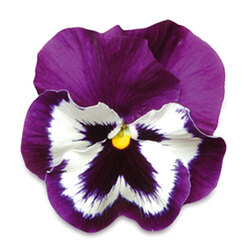 ������ ������ ����� ��������������� ������ ������� ����� ��� ���� (1��-100��) ���������������� ������   ����