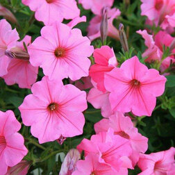 ������ ������ ������� ��������� ����� ���� (1��-100�����) ���������������� ������   ����