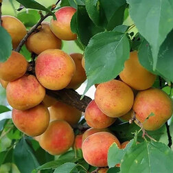 ������ ������ ������� ������� (������ �����) (� �����)   ����