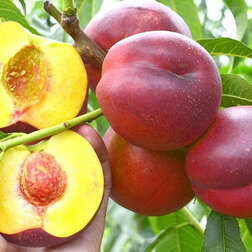 ������ ������ �������� ��� ������� (������ �����) (� �����)   ����