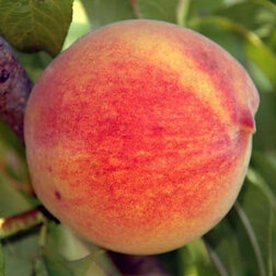 ������ ������ ������ ������������� (����������) ������� (������ �����) (� �����)   ����