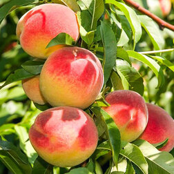 ������ ������ ������ ������������� (����������) ������ ������� (������ �����) (� �����)   ����