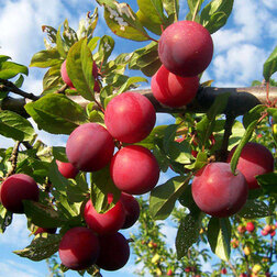 ������ ������ ����� ��������� �������� (������ �����) (� �����)   ����