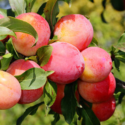 ������ ������ ����� ��������� ������� ��� (������ �����) (� �����)   ����