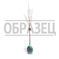 ������ ������ ����� ��������� ��������� (2-� ���) (� �����)   ����