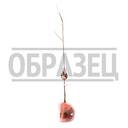 ������ ������ ����� �������� ������ (2-� ���) (������ �����) (� �����)   ����