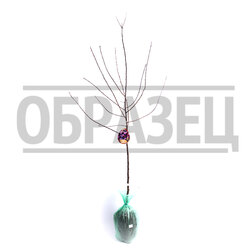 ������ ������ ����� ������� (�����) ��������� ������ (������ �����) (� �����)   ����