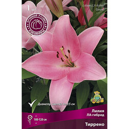 ������ ������ ����� ��-������ ������� (1��.)   ����