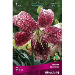 ������ ������ ����� ��������� ϸ�� ���� (2��.)   ����