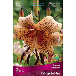 ������ ������ ����� ��������� ������ ������ (2��.)   ����