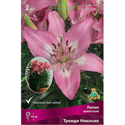 ������ ������ ����� ��������� ������ ������� (2��.)   ����