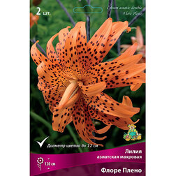 ������ ������ ����� ��������� ����� ����� (2��.)   ����