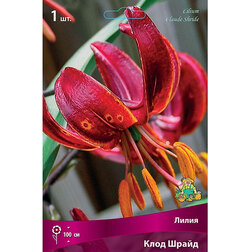 ������ ������ ����� ������� ���� ����� (1��.)   ����