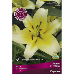 ������ ������ ����� ��-������ ������ (1��.)   ����