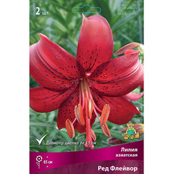 ������ ������ ����� ��������� ��� ������� (2��.)   ����