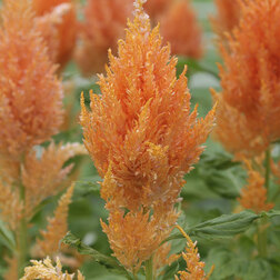 ������ ������ ������� �������� ������ ����� (1��-100�����) ���������������� ������   ����