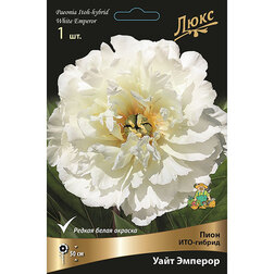 ������ ������ ���� ���-������ ���� �������   ����