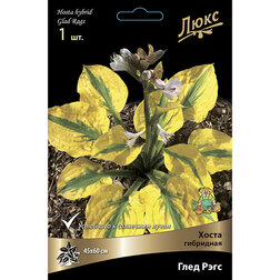 ������ ������ ����� ��������� ���� ����   ����