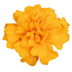 ������ ������ �������� ����������� ����� ����� ���� (��-1000��) ���������������� ������   ����