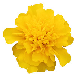 ������ ������ �������� ����������� ����� ����� ��� ����� (��-1000��) ���������������� ������   ����