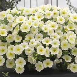 ������ ������ ������� ��������� ����� ����� (1��-1000�����) ���������������� ������   ����