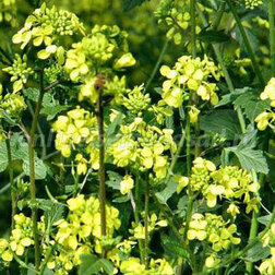 ������ ������ ������ ��������� (1��-100��)   ����