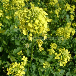 ������ ������ ������� ����� ���������   ����