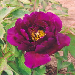 ������ ������ ���� ����������� ���������� �����   ����