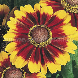 ������ ������ �������� ����� ���� ������ (1��-250�����) ���������������� ������   ����