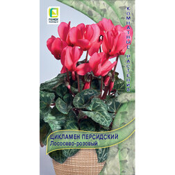 ������ ������ �������� ���������� ��������-�������   ����