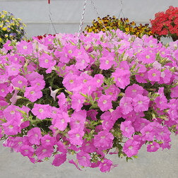 ������ ������ ������� ��������� ����� ���� (1��-100�����) ���������������� ������   ����