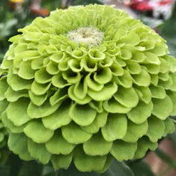 ������ ������ ������ ����� ���� (1��-100��) ���������������� ������   ����