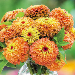 ������ ������ ������ ����� ���� ����� (1��-100��) ���������������� ������   ����