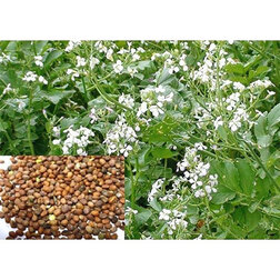 ������ ������ ������ ��������� �����   ����