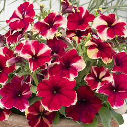 ������ ������ ������� ����������� ��������� ��������� (1��-100�����) ���������������� ������   ����