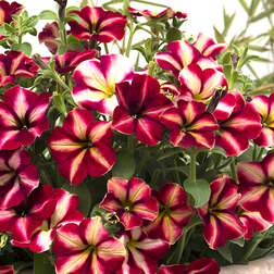 ������ ������ ������� ����������� ��������� �������� (1��-100�����) ���������������� ������   ����