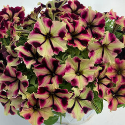 ������ ������ ������� ����������� ��������� ����� (1��-100�����) ���������������� ������   ����