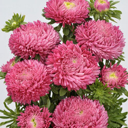 ������ ������ ����� ����� ����� ������ (1��-3��) ���������������� ������   ����