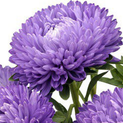 ������ ������ ����� ����� ���� ��� (1��-3��) ���������������� ������   ����