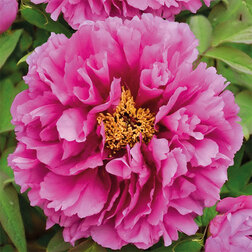 ������ ������ ���� ����������� ϸ�� ��������� �����   ����