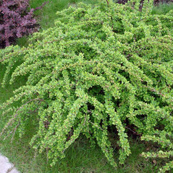 ������ ������ �������� �������� ���� ������   ����